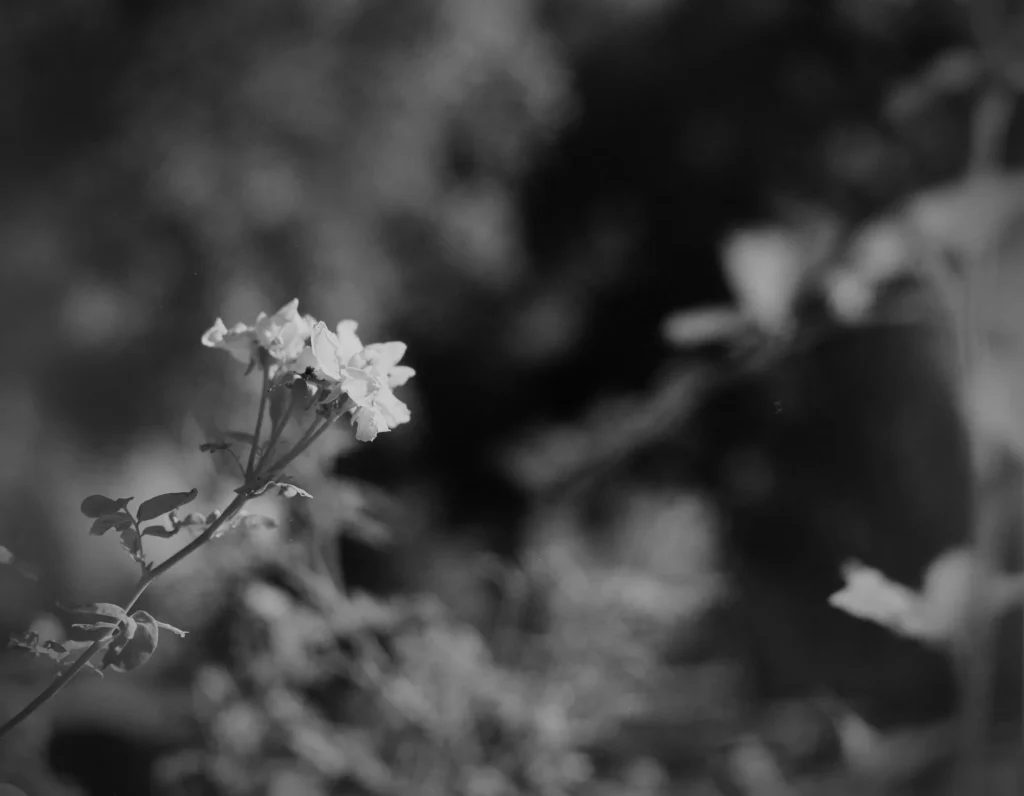 Black-and-white nature detail photo of a small flower with shallow depth of field and soft texture