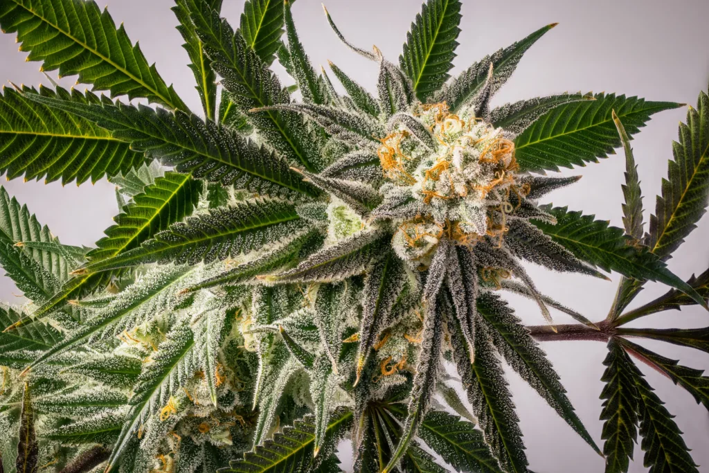 Close-up product photo of a cannabis flower with visible texture and detail