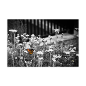 Butterfly Color Pop