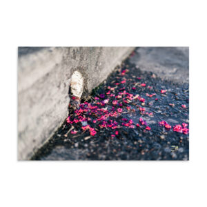 Pink Petals