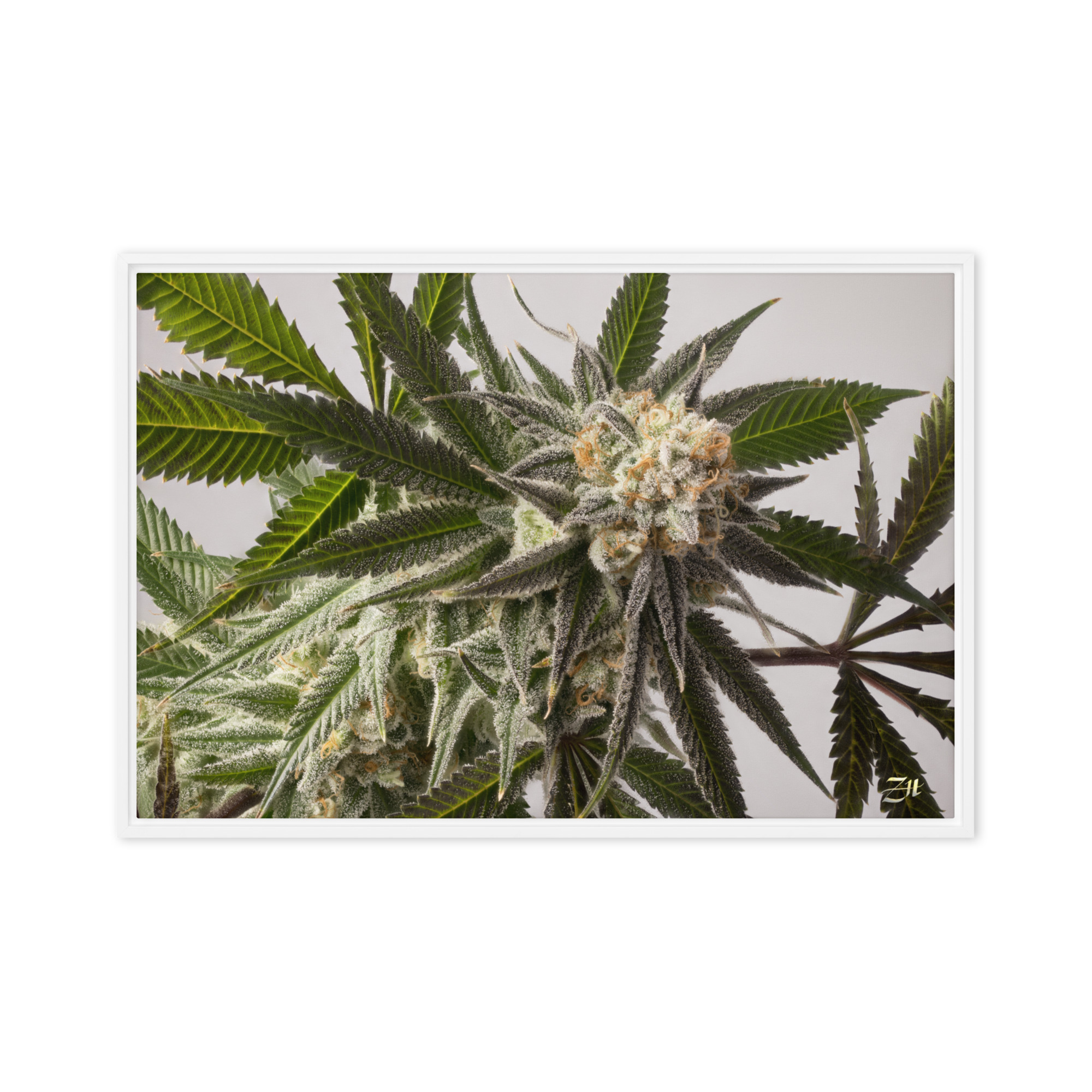 framed canvas in white 20x30 front 6a9761a740f4a.jpg framed canvas in white 20x30 front 6a9761a740f4a.jpg