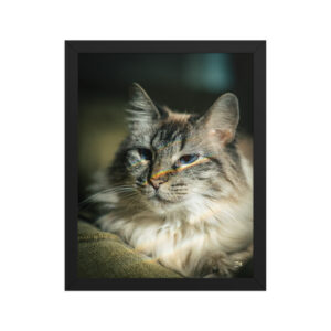 premium luster photo paper framed poster in black 11x14 front 6a97540f7cc09.jpg