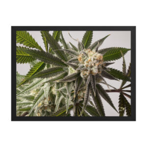 premium luster photo paper framed poster in black 18x24 front 6a974efe86c4c.jpg