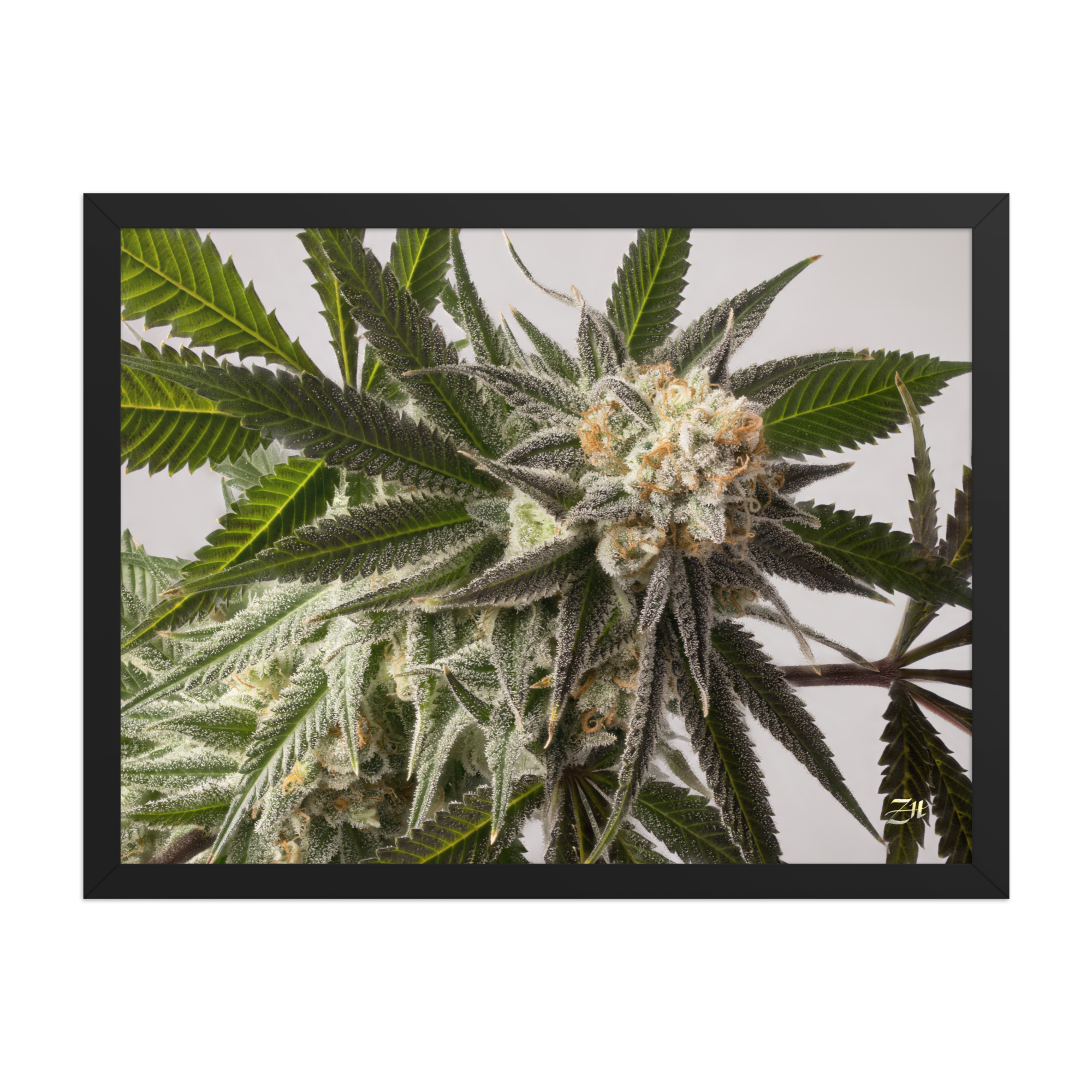premium luster photo paper framed poster in black 18x24 front 6a974efe86c4c.jpg premium luster photo paper framed poster in black 18x24 front 6a974efe86c4c.jpg