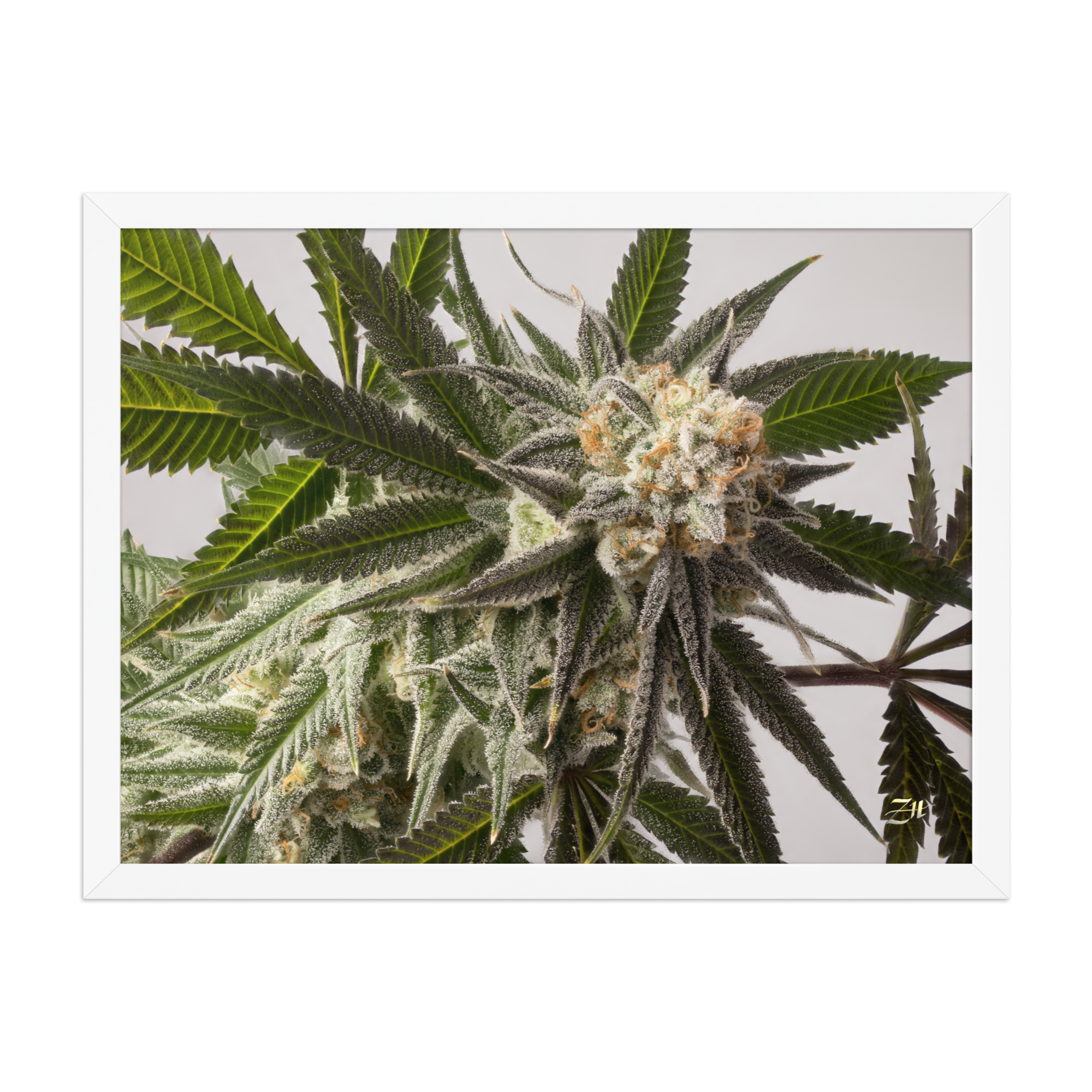premium luster photo paper framed poster in white 18x24 front 6a974efe86ccf.jpg premium luster photo paper framed poster in white 18x24 front 6a974efe86ccf.jpg