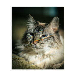 Prideful Feline